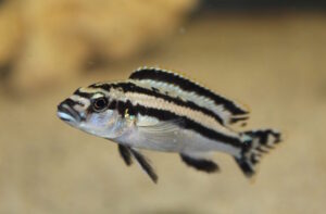 Melanochromis melanopterus